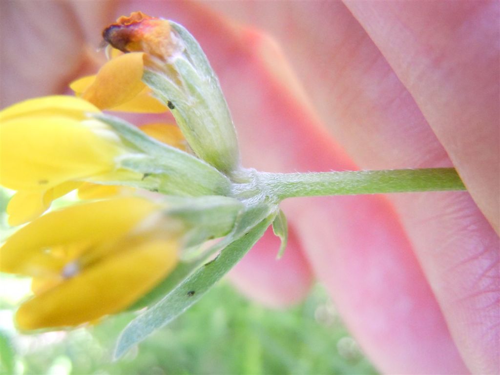 Fabacea : Lotus cytisoides